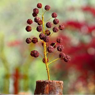 Avika 30 Rudraksha Tree