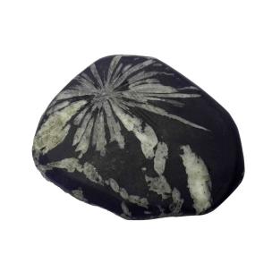 Avika Natural Energized Chrysanthemum Stone Rough Stone