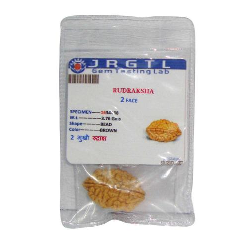 Avika Natural Certified Energized Rudraksha 2 Mukhi