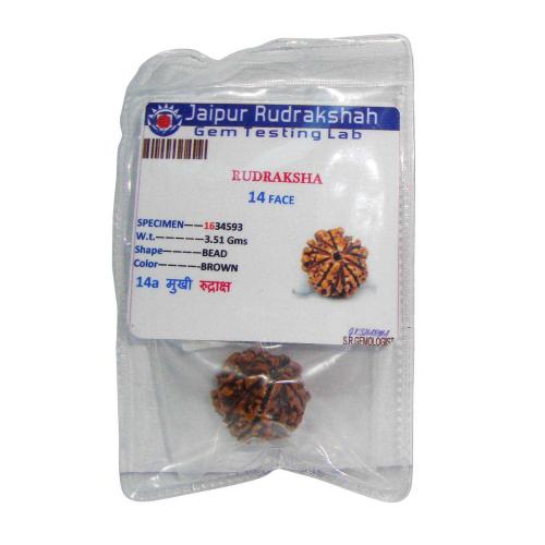 Avika Natural Certified Energized Rudraksha 14 Mukhi