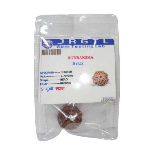 Avika Natural Certified Energized Rudraksha 5 Mukhi