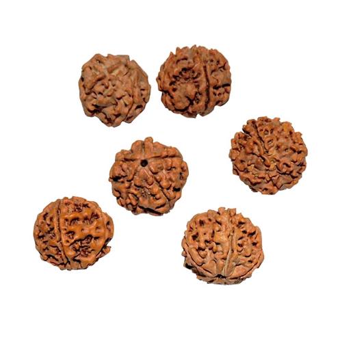 Avika Natural Energized 5 Mukhi Rudraksha (Set of 6 pcs.) for Therapy