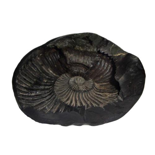 Avika Natural Energized Shaligram