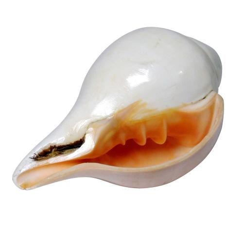 Avika natural energized Shankha