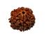 Create a shield of protection from negative energies with the holy Rudraksha